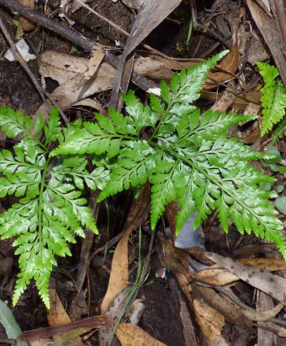 Fotografia de capa Asplenium adiantum-nigrum var. adiantum-nigrum - do Jardim Botânico