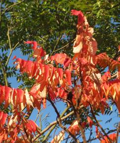 Fotografia da espécie Rhus typhina