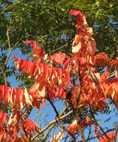 Fotografia de capa Rhus typhina - do Jardim Botânico