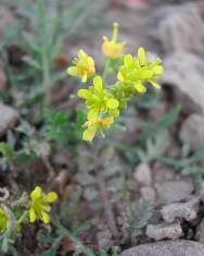 Fotografia da espécie Rorippa sylvestris subesp. sylvestris