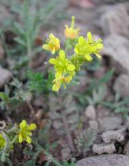 Rorippa sylvestris subesp. sylvestris