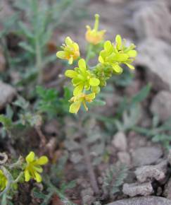 Fotografia da espécie Rorippa sylvestris