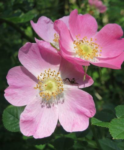 Fotografia de capa Rosa dumalis - do Jardim Botânico