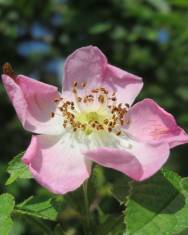 Fotografia da espécie Rosa rubiginosa