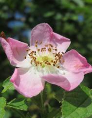 Rosa rubiginosa