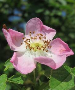 Fotografia da espécie Rosa rubiginosa