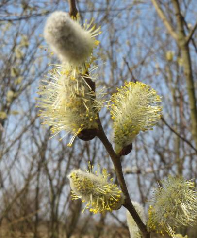 Fotografia de capa Salix caprea - do Jardim Botânico