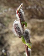 Fotografia da espécie Salix purpurea