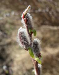 Salix purpurea