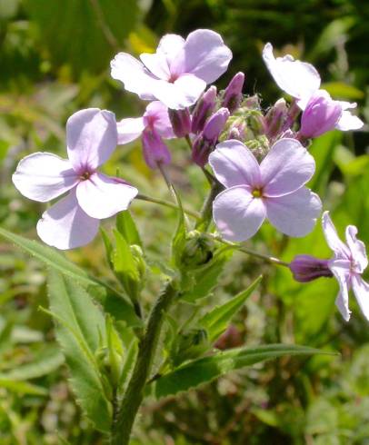 Fotografia de capa Saponaria officinalis - do Jardim Botânico