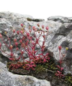 Fotografia da espécie Saxifraga tridactylites