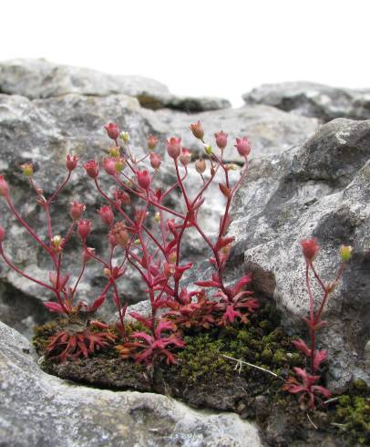 Fotografia de capa Saxifraga tridactylites - do Jardim Botânico