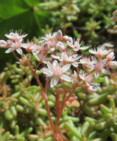 Fotografia de capa Sedum album - do Jardim Botânico