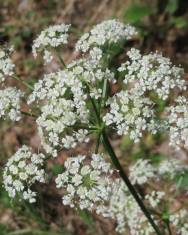 Fotografia da espécie Peucedanum oreoselinum