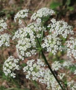 Fotografia da espécie Peucedanum oreoselinum