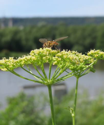 Fotografia de capa Petroselinum crispum - do Jardim Botânico