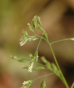 Fotografia da espécie Poa annua