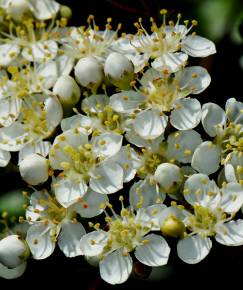 Fotografia da espécie Pyracantha coccinea