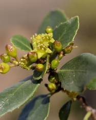 Fotografia da espécie Rhamnus alaternus