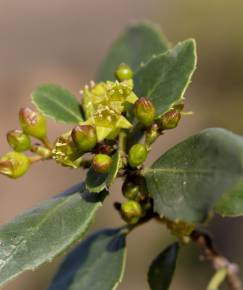 Fotografia da espécie Rhamnus alaternus