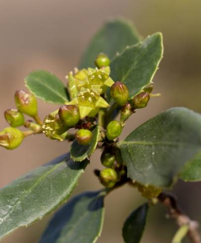 Fotografia de capa Rhamnus alaternus - do Jardim Botânico