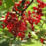 Fotografia 5 da espécie Ribes rubrum do Jardim Botânico UTAD