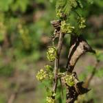 Fotografia 6 da espécie Ribes rubrum do Jardim Botânico UTAD