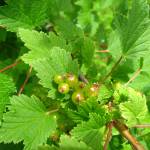 Fotografia 8 da espécie Ribes rubrum do Jardim Botânico UTAD