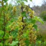 Fotografia 9 da espécie Ribes rubrum do Jardim Botânico UTAD