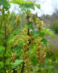 Fotografia da espécie Ribes rubrum