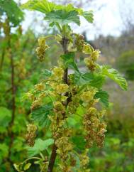 Ribes rubrum