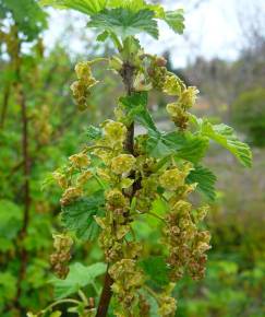 Fotografia da espécie Ribes rubrum