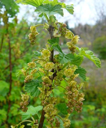 Fotografia de capa Ribes rubrum - do Jardim Botânico