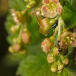 Fotografia 13 da espécie Ribes rubrum do Jardim Botânico UTAD