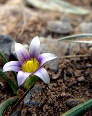 Fotografia da espécie Romulea columnae subesp. columnae