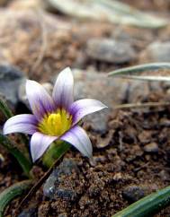 Romulea columnae subesp. columnae