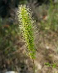 Fotografia da espécie Setaria verticillata