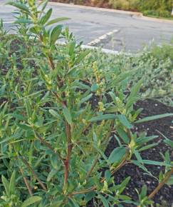 Fotografia da espécie Chenopodium glaucum