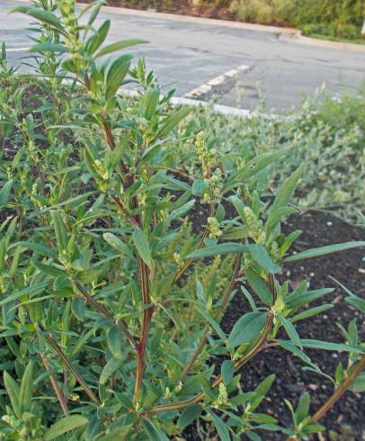 Fotografia de capa Chenopodium glaucum - do Jardim Botânico