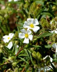 Fotografia da espécie Cistus monspeliensis