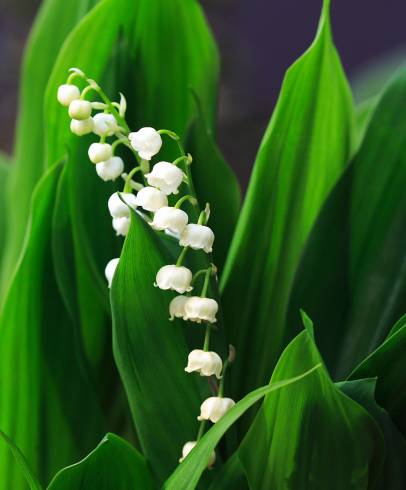 Fotografia de capa Convallaria majalis - do Jardim Botânico