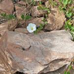 Fotografia 8 da espécie Convolvulus arvensis var. arvensis do Jardim Botânico UTAD