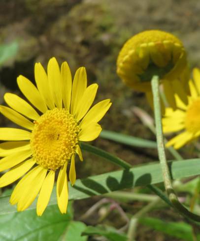 Fotografia de capa Cota tinctoria - do Jardim Botânico