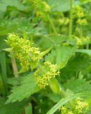 Fotografia da espécie Cruciata laevipes