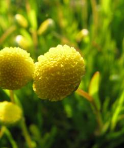 Fotografia da espécie Cotula coronopifolia