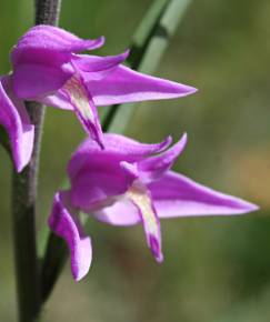 Fotografia da espécie Cephalanthera rubra