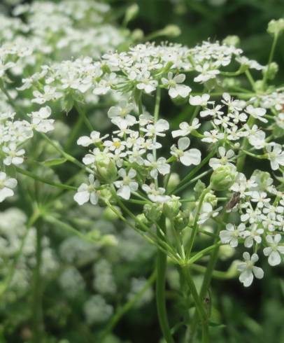 Fotografia de capa Chaerophyllum temulum - do Jardim Botânico