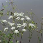 Fotografia 5 da espécie Chaerophyllum temulum do Jardim Botânico UTAD