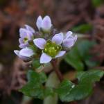 Fotografia 12 da espécie Cochlearia danica do Jardim Botânico UTAD