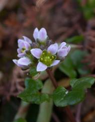 Cochlearia danica